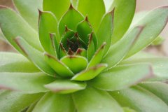 <b>房子裝修后放什么植物好？</b>